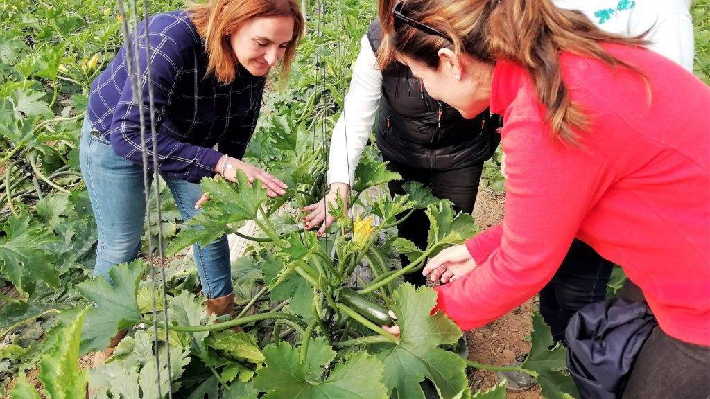 Fito-calabacin-1|Fito-calabacin